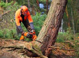 Best Tree Trimming and Pruning  in St Augustine Beach, FL